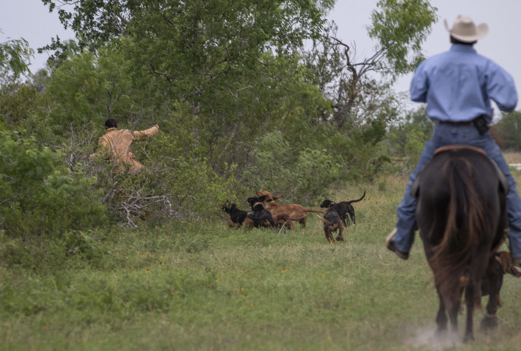 Refugio County Coonhounds train to track rhino poachers